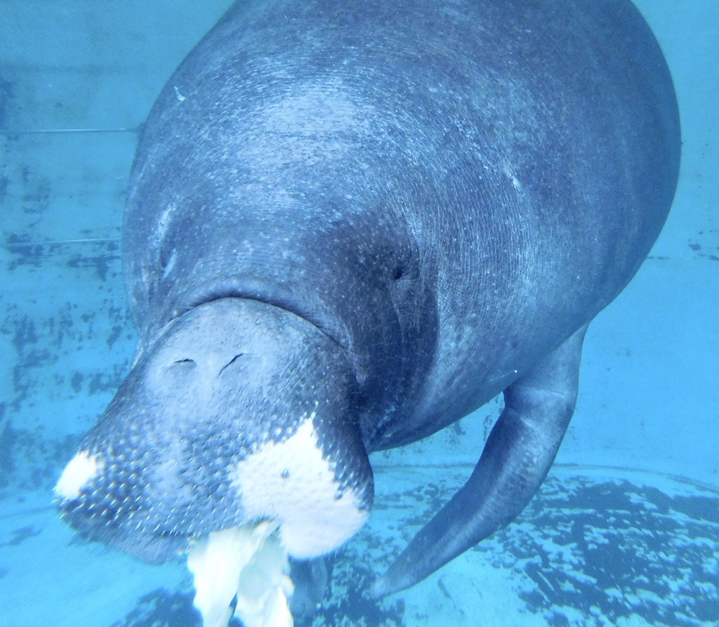 アマゾンマナティーのじゅんと(熱川バナナワニ園)