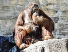 ボルネオオランウータン(多摩動物公園)