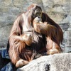 ボルネオオランウータン(多摩動物公園)
