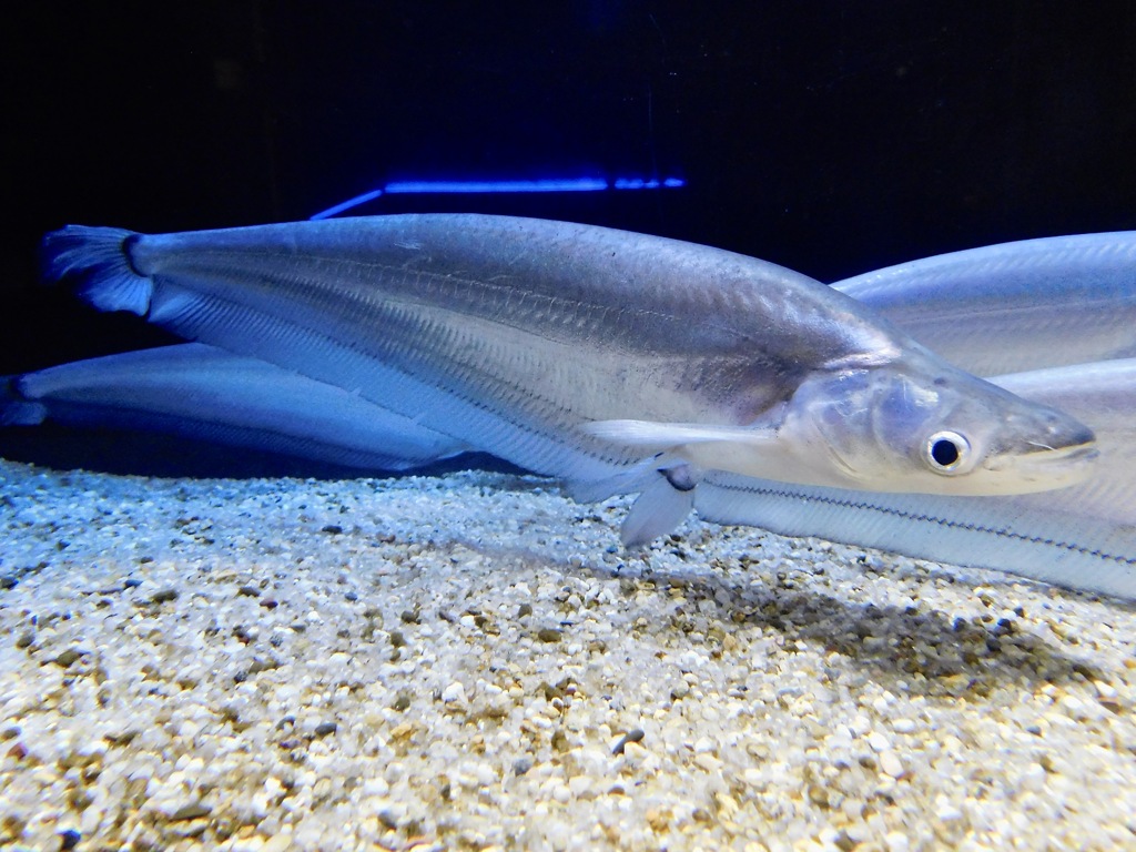 コモンシートフィッシュ(カワスイ　川崎水族館)