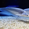 コモンシートフィッシュ(カワスイ　川崎水族館)