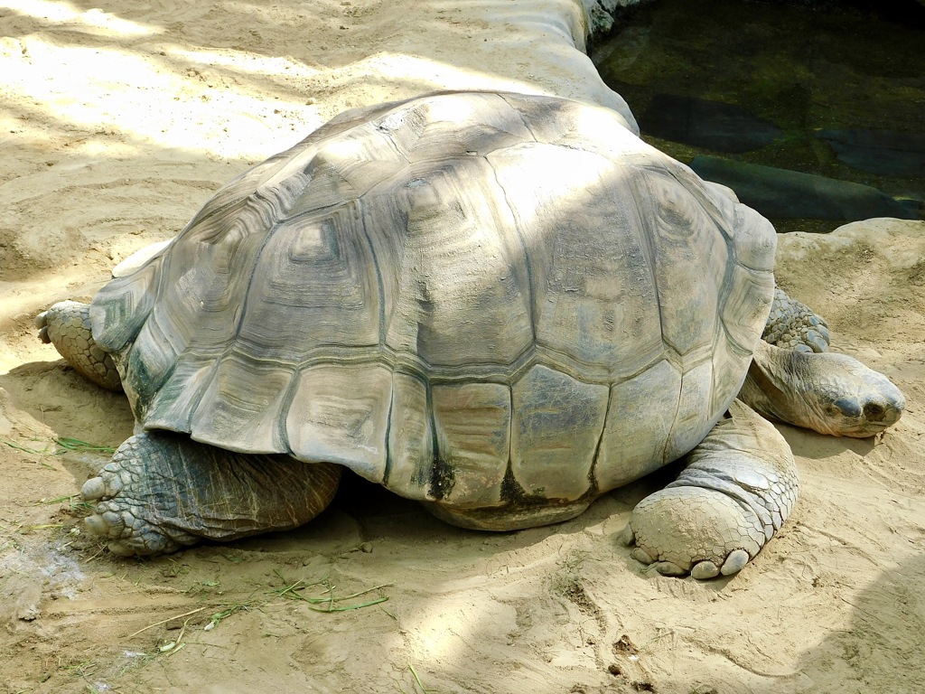 ガラパゴスゾウガメ(上野動物園)