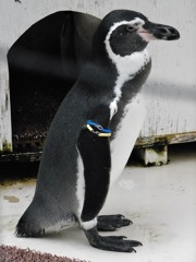フンボルトペンギン(井の頭自然文化園)