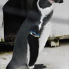 フンボルトペンギン(井の頭自然文化園)