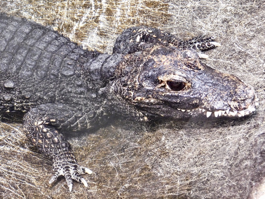 ニシアフリカコビトワニ(野毛山動物園)
