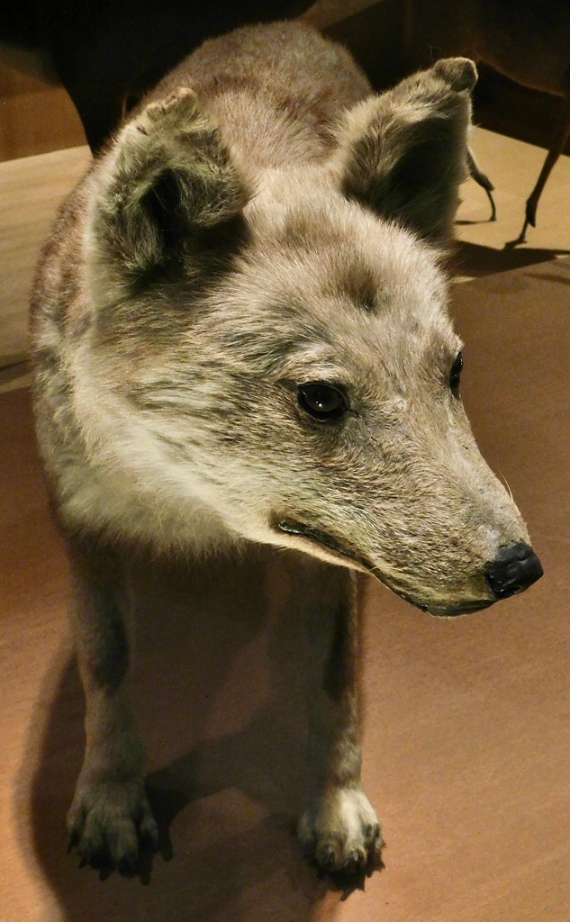 ニホンオオカミの剥製(国立科学博物館)