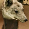 ニホンオオカミの剥製(国立科学博物館)