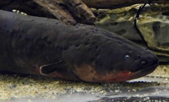 デンキウナギ(カワスイ　川崎水族館)