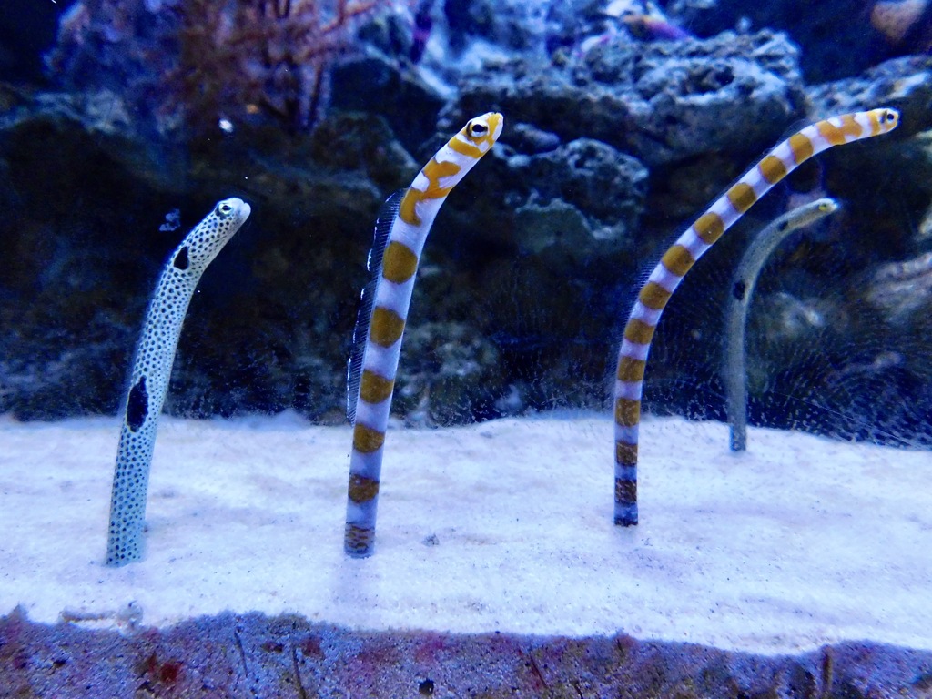 チンアナゴとニシキアナゴ(板橋区立熱帯環境植物館)