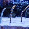 チンアナゴとニシキアナゴ(板橋区立熱帯環境植物館)