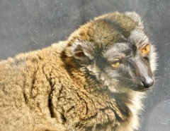 ブラウンキツネザル(夢見ヶ崎動物公園)