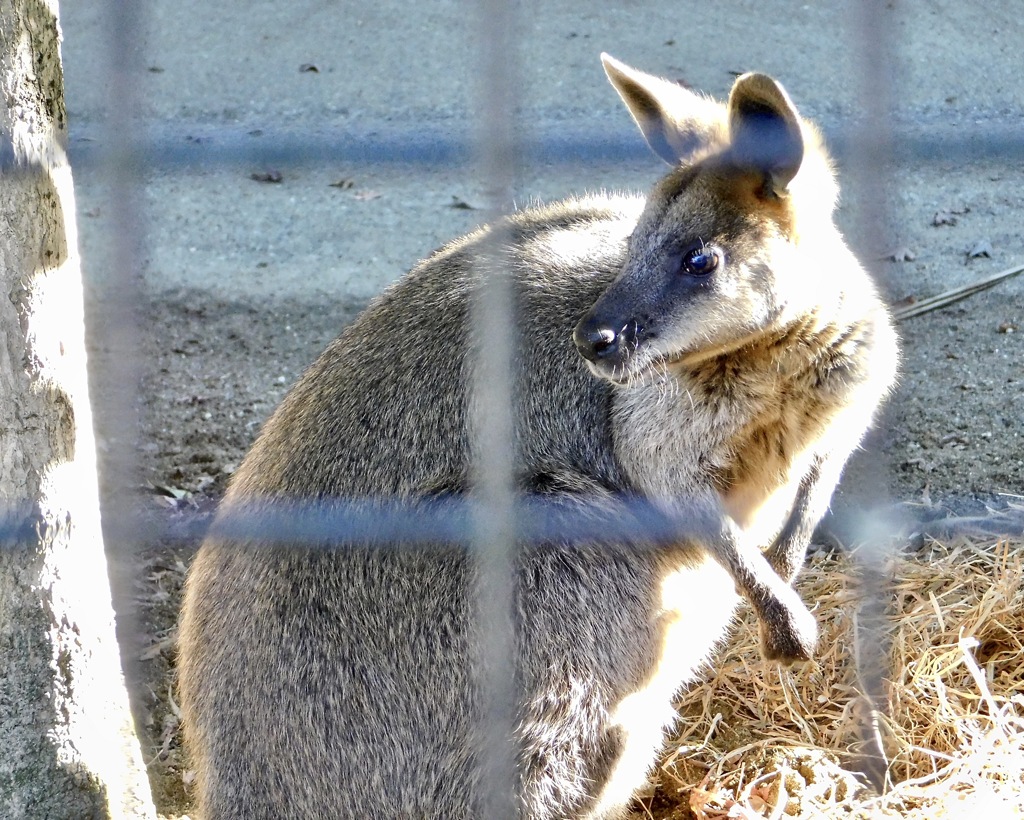 オグロワラビー(野毛山動物園)