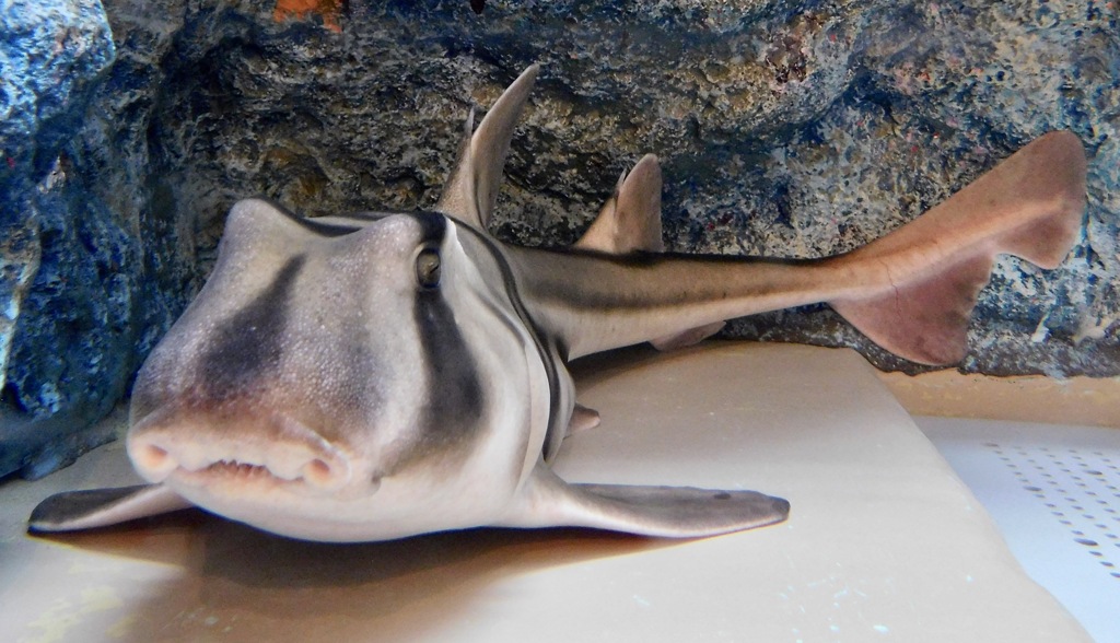 ポートジャクソンネコザメ(しながわ水族館)