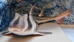 ポートジャクソンネコザメ(しながわ水族館)