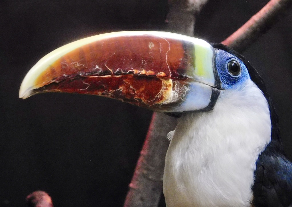 シロムネオオハシ(浦安市交通公園)