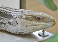 アオジタトカゲ(浦安市交通公園)