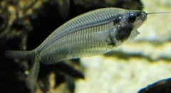 トランスルーセントグラスキャット(カワスイ　川崎水族館)