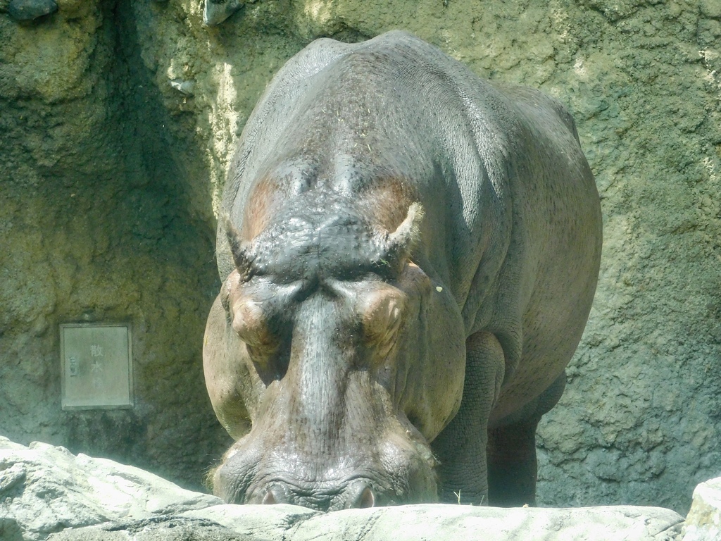カバ(天王寺動物園)