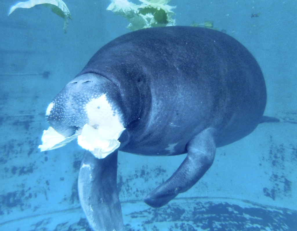 アマゾンマナティーのじゅんと(熱川バナナワニ園)