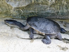 チリメンナガクビガメ(上野動物園)