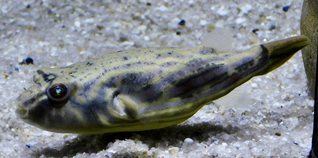 テトラオドン・ファハカ(カワスイ　川崎水族館)