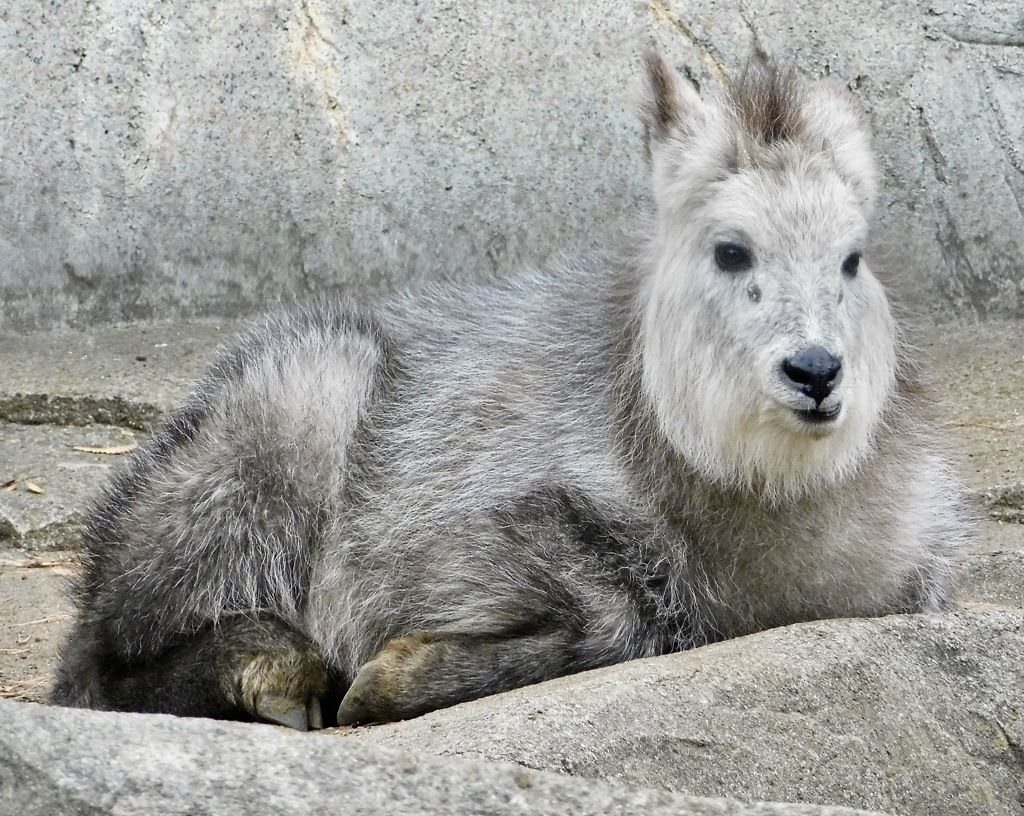ニホンカモシカ(井の頭自然文化園)