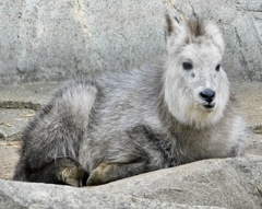 ニホンカモシカ(井の頭自然文化園)