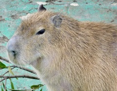 カピバラ(浦安市交通公園)