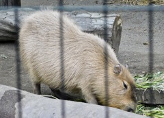 カピバラ(井の頭自然文化園)