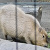 カピバラ(井の頭自然文化園)