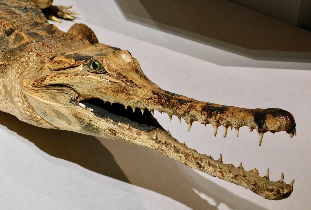 マレーガビアルの剥製(国立科学博物館)