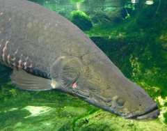 ピラルク(足立区生物園)