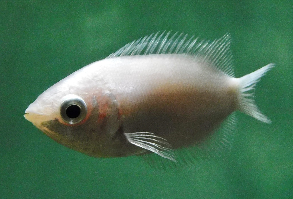 キッシンググラミー(しながわ水族館)