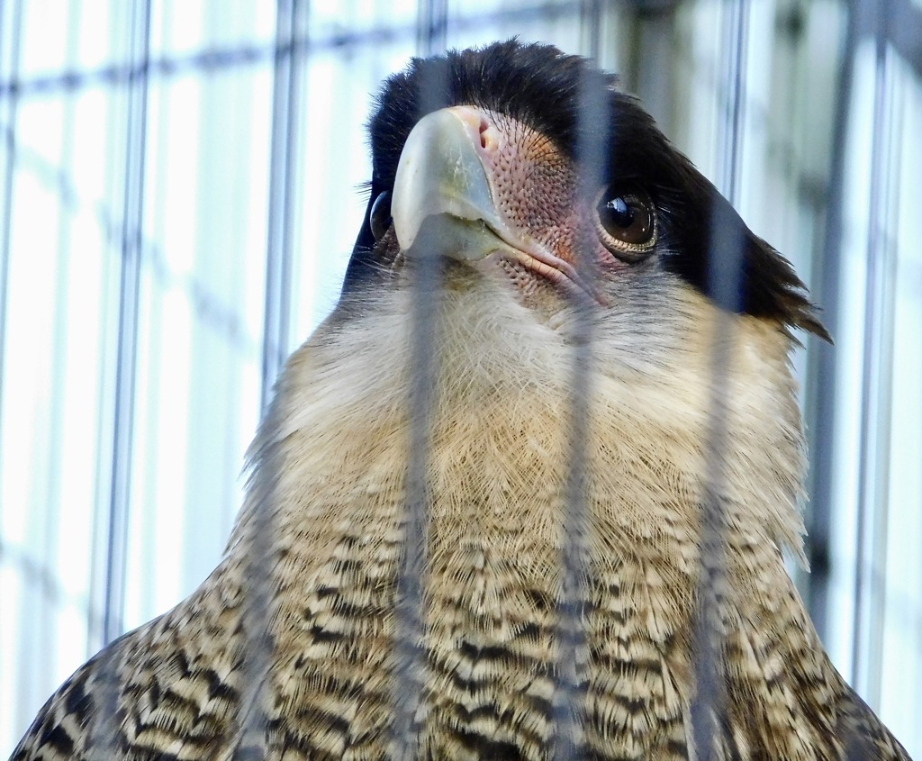 カンムリカラカラ(江戸川区自然動物園)