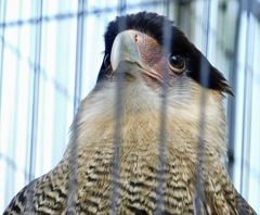 カンムリカラカラ(江戸川区自然動物園)