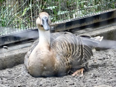 サカツラガン(井の頭自然文化園)