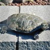 ニホンイシガメの幼体(夢見ヶ崎動物公園)