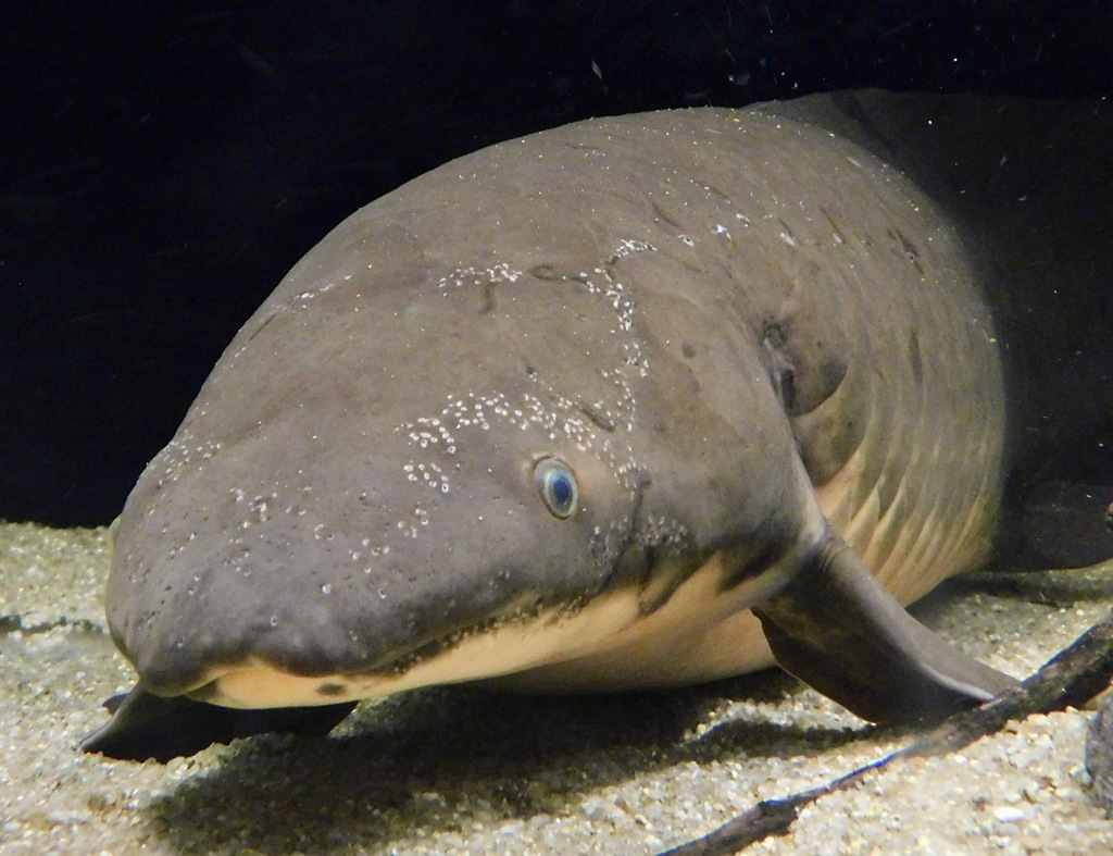 オーストラリアハイギョ(カワスイ　川崎水族館)