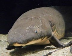 オーストラリアハイギョ(カワスイ　川崎水族館)