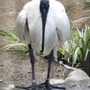 クロトキ(井の頭自然文化園)