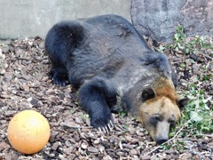 エゾヒグマ(上野動物園)