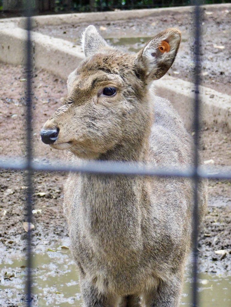 ホンシュウジカ(夢見ヶ崎動物公園)