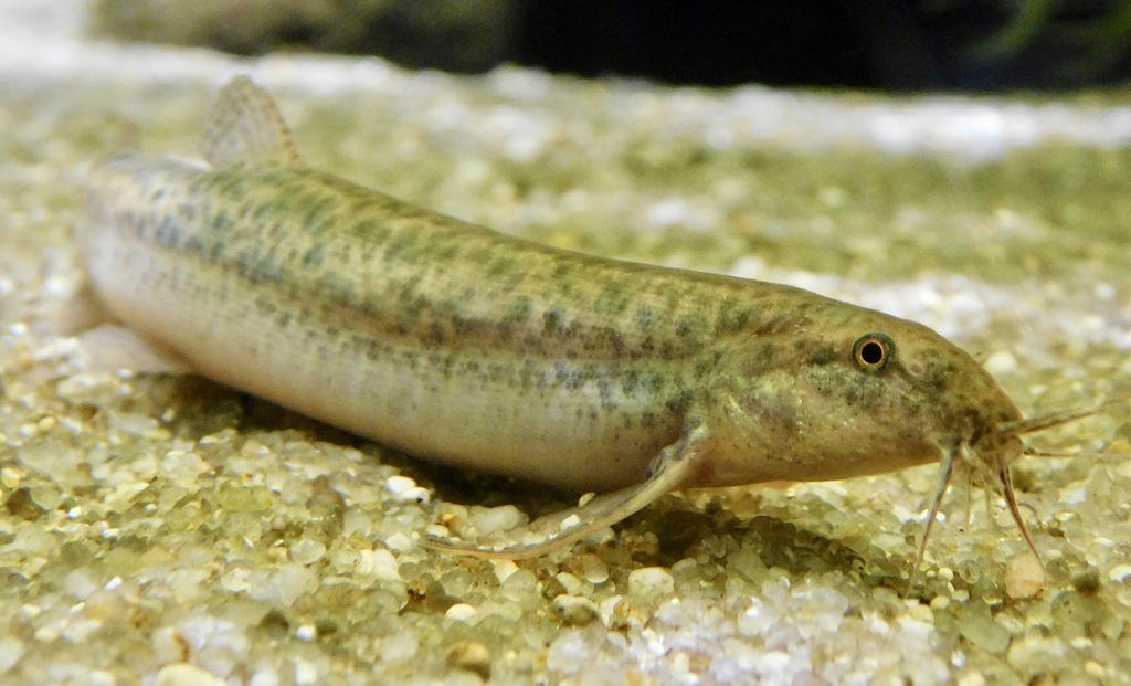 ドジョウ(カワスイ　川崎水族館)