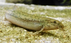 ドジョウ(カワスイ　川崎水族館)