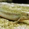 ドジョウ(カワスイ　川崎水族館)