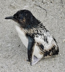 フェアリーペンギン(葛西臨海水族園)