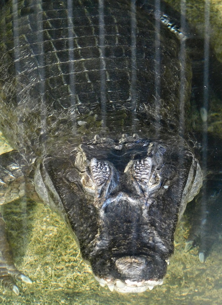 メガネカイマン(東武動物公園)