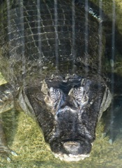 メガネカイマン(東武動物公園)