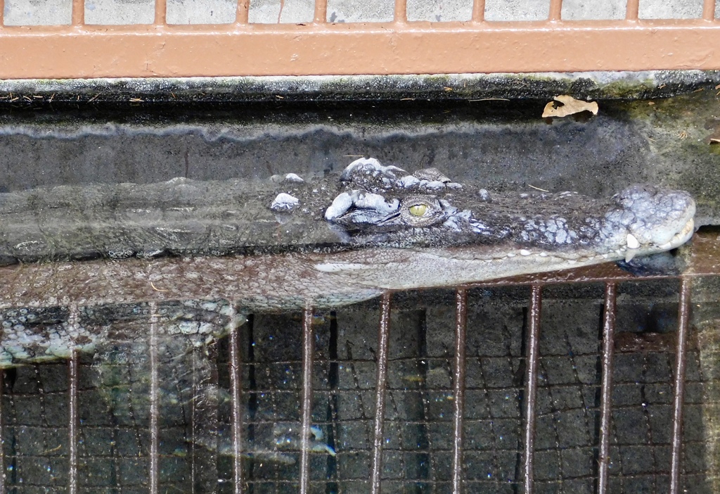 イリエワニとシャムワニの交雑種(熱川バナナワニ園)