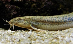 ドジョウ(カワスイ　川崎水族館)